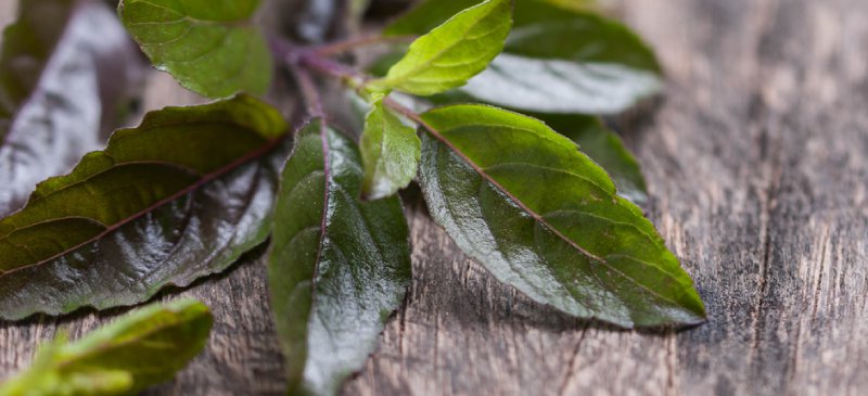 Holy Basil Leaves