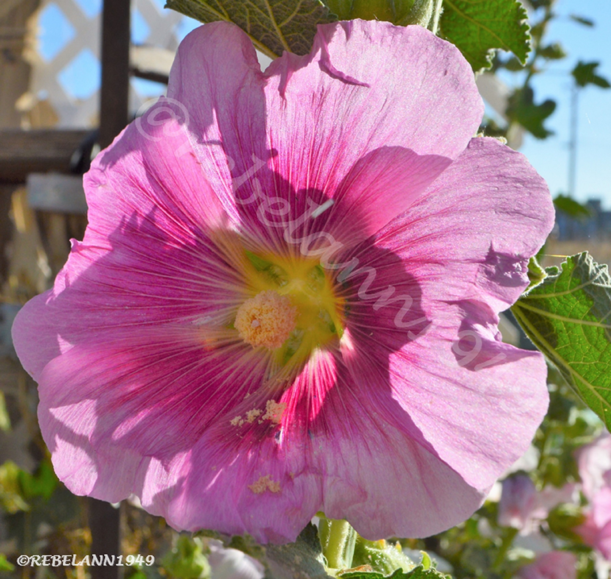 Hollyhock blooming May 2018, I took this shot a few days ago.