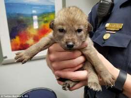 A baby coyote or pup as they are known in the hands of a police officer A baby coyote or pup as they are known in the hands of a police officer