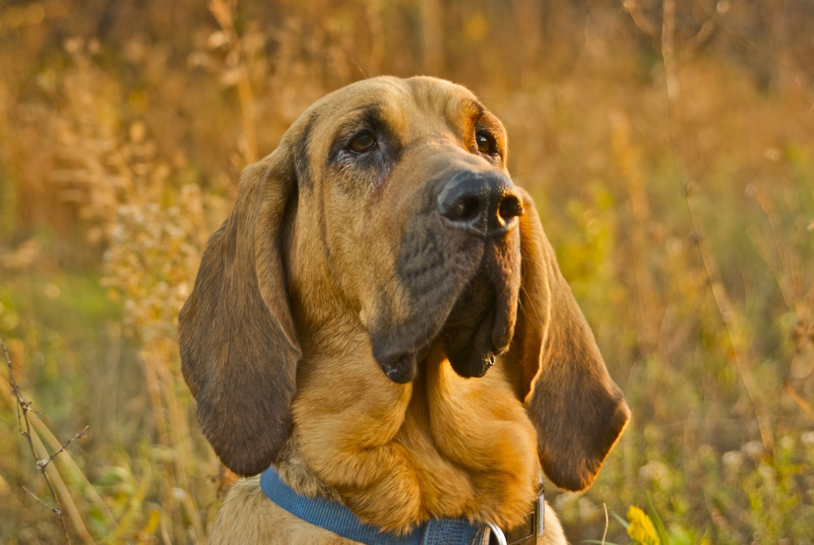 Bloodhound image. Bloodhound image.