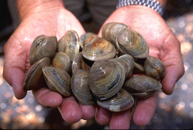 https://commons.wikimedia.org/wiki/File:LittleNeck_clams_USDA96c1862.jpg https://commons.wikimedia.org/wiki/File:LittleNeck_clams_USDA96c1862.jpg