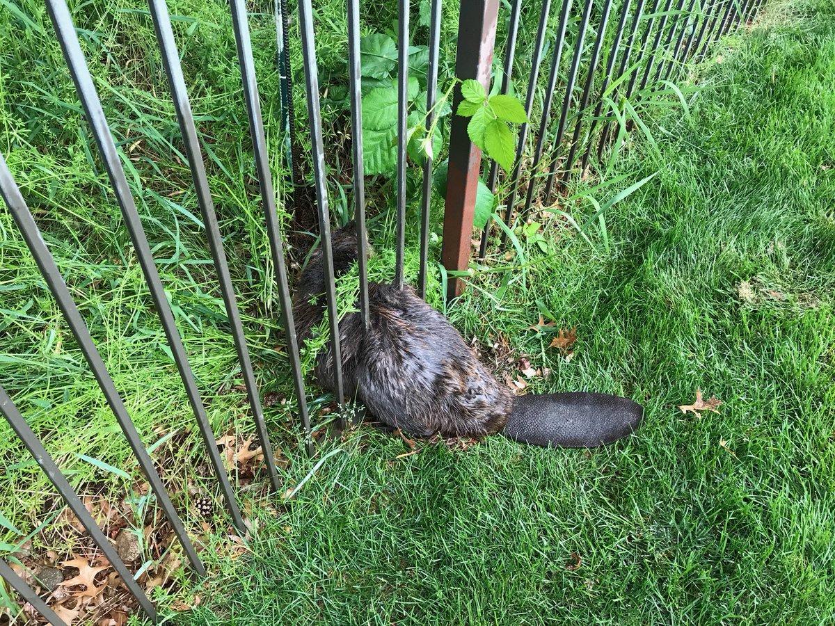 A beaver in Eagle Idaho needed help to get his tail out of a fence