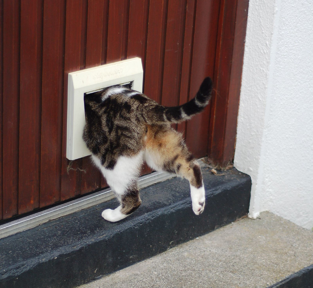 isaac newton cat door
