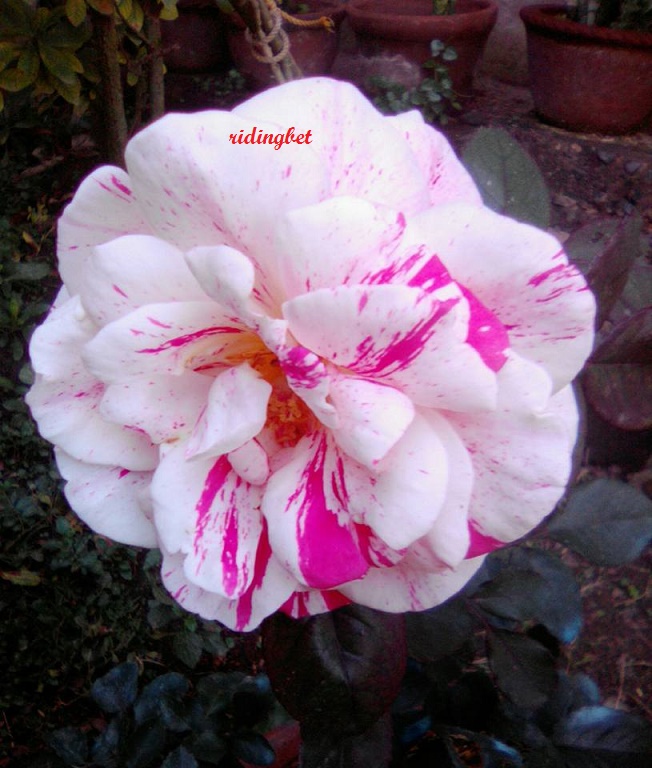 our two-colored rose our two-colored rose