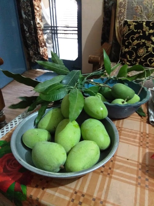 My mango trees