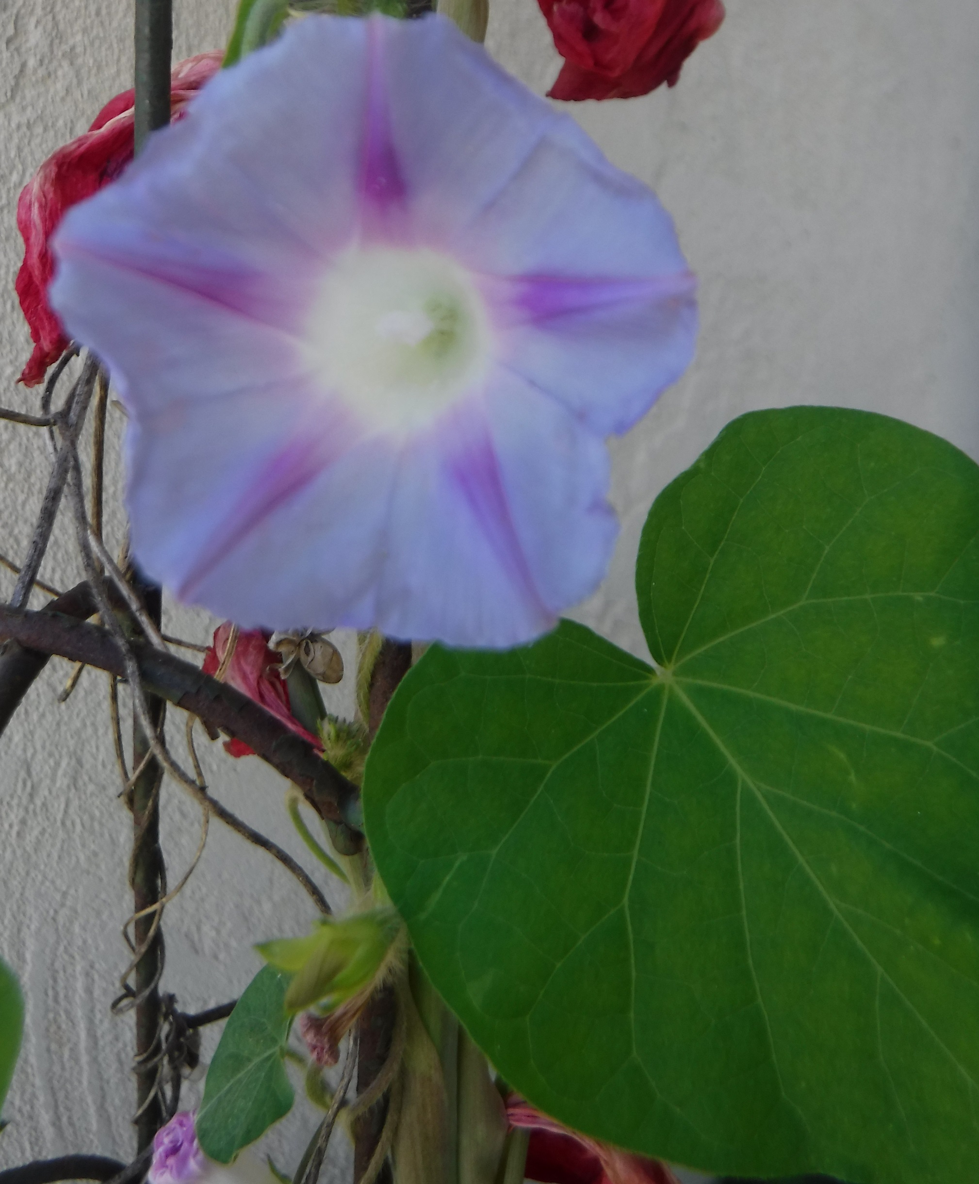 Photo taken and cropped by me 5-27-18 Photo taken and cropped by me 5-27-18