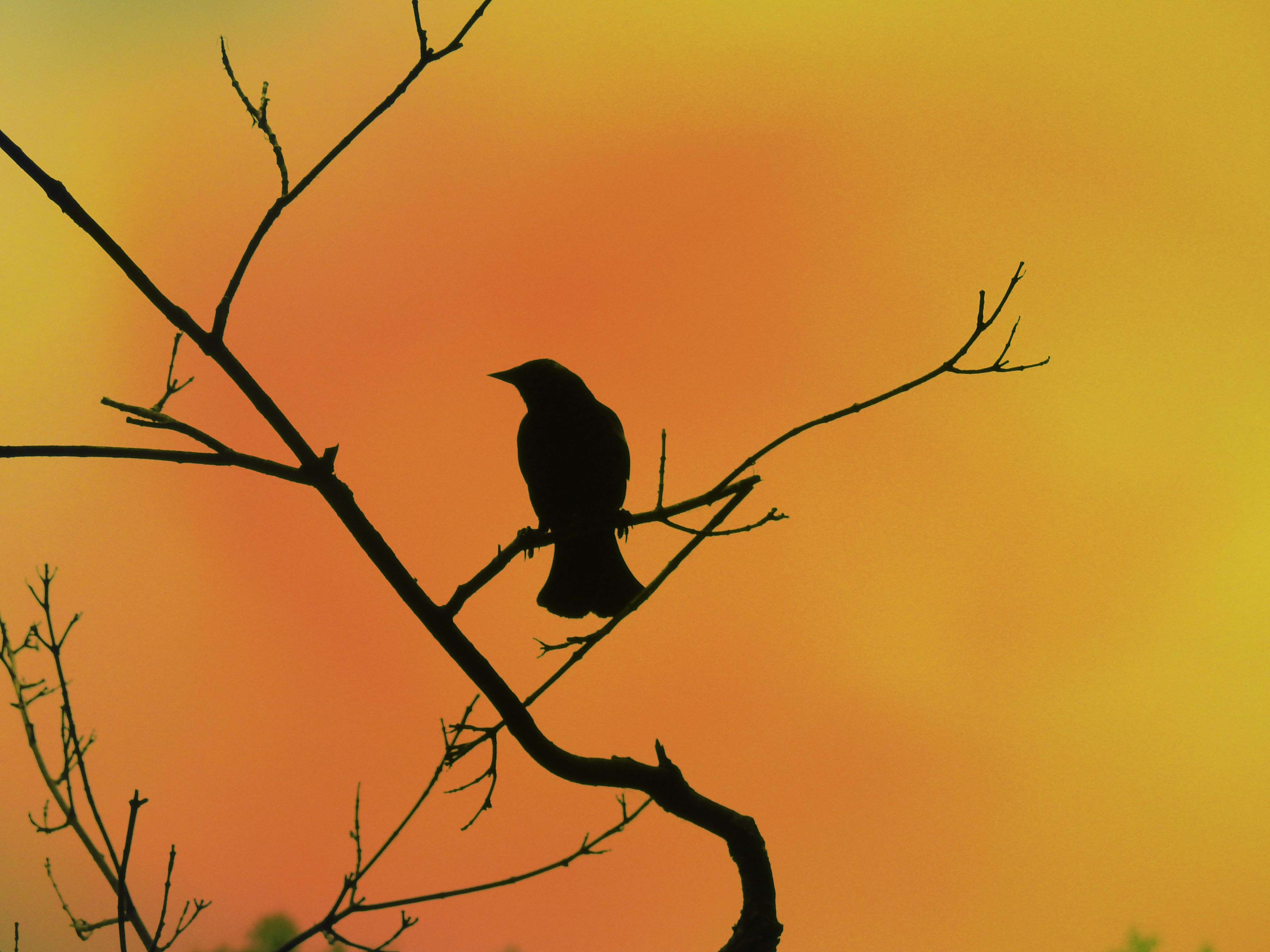 Red wing black bird silhouette by minx267 Red wing black bird silhouette by minx267