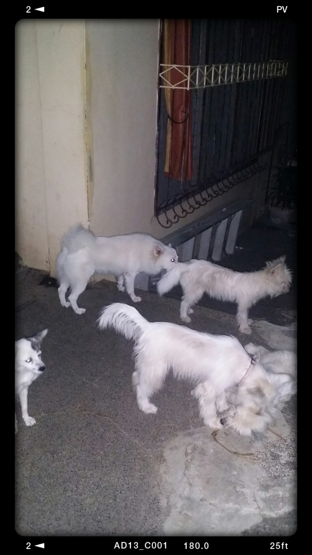 dogs dogs