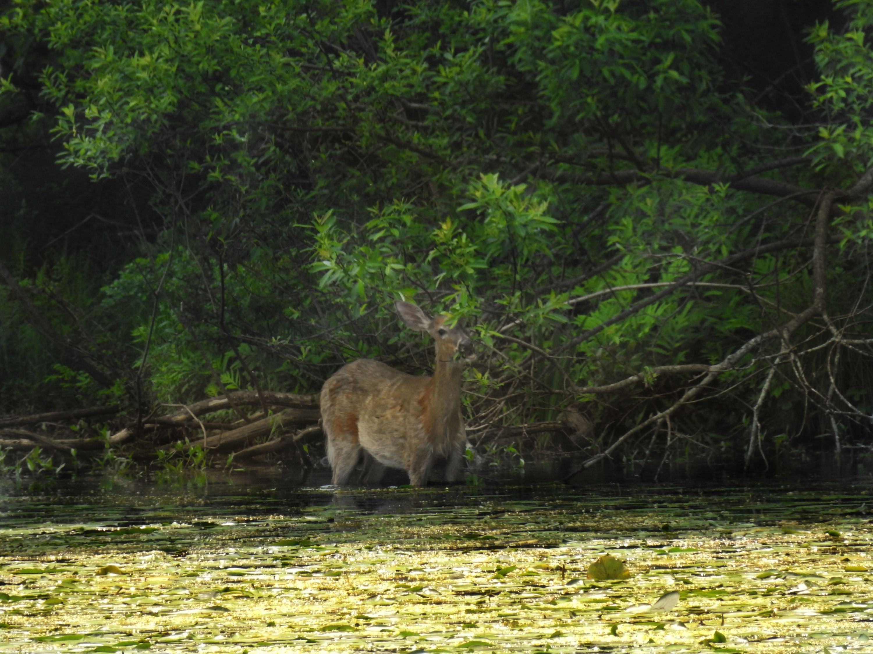 deer in pond by minx267