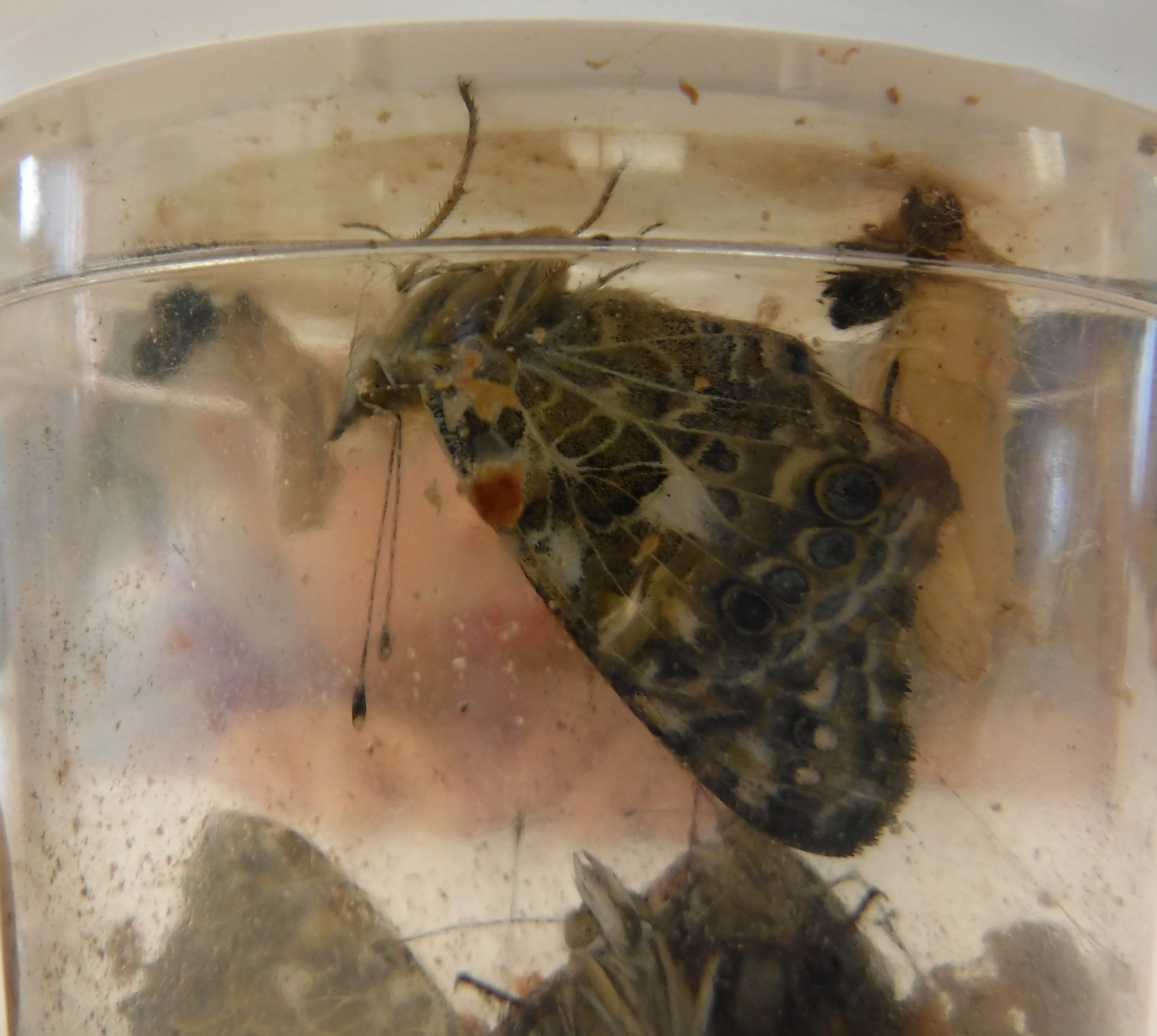One of the butterflies that "hatched" in a jar at school One of the butterflies that "hatched" in a jar at school