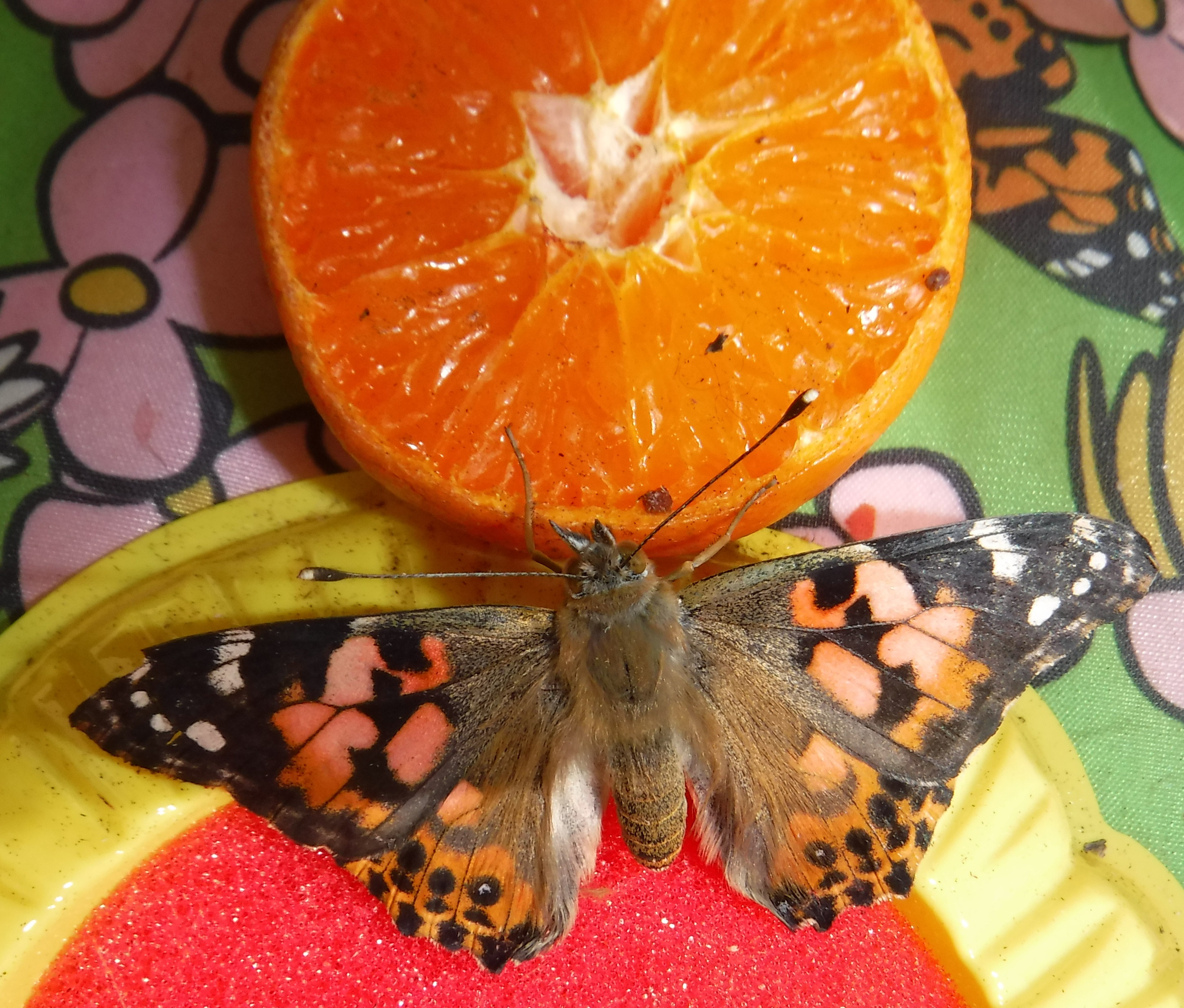 Photo I took and cropped of a butterfly in the butterfly habitat at work Photo I took and cropped of a butterfly in the butterfly habitat at work