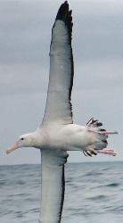 The wandering albatross  - The wandering albatross