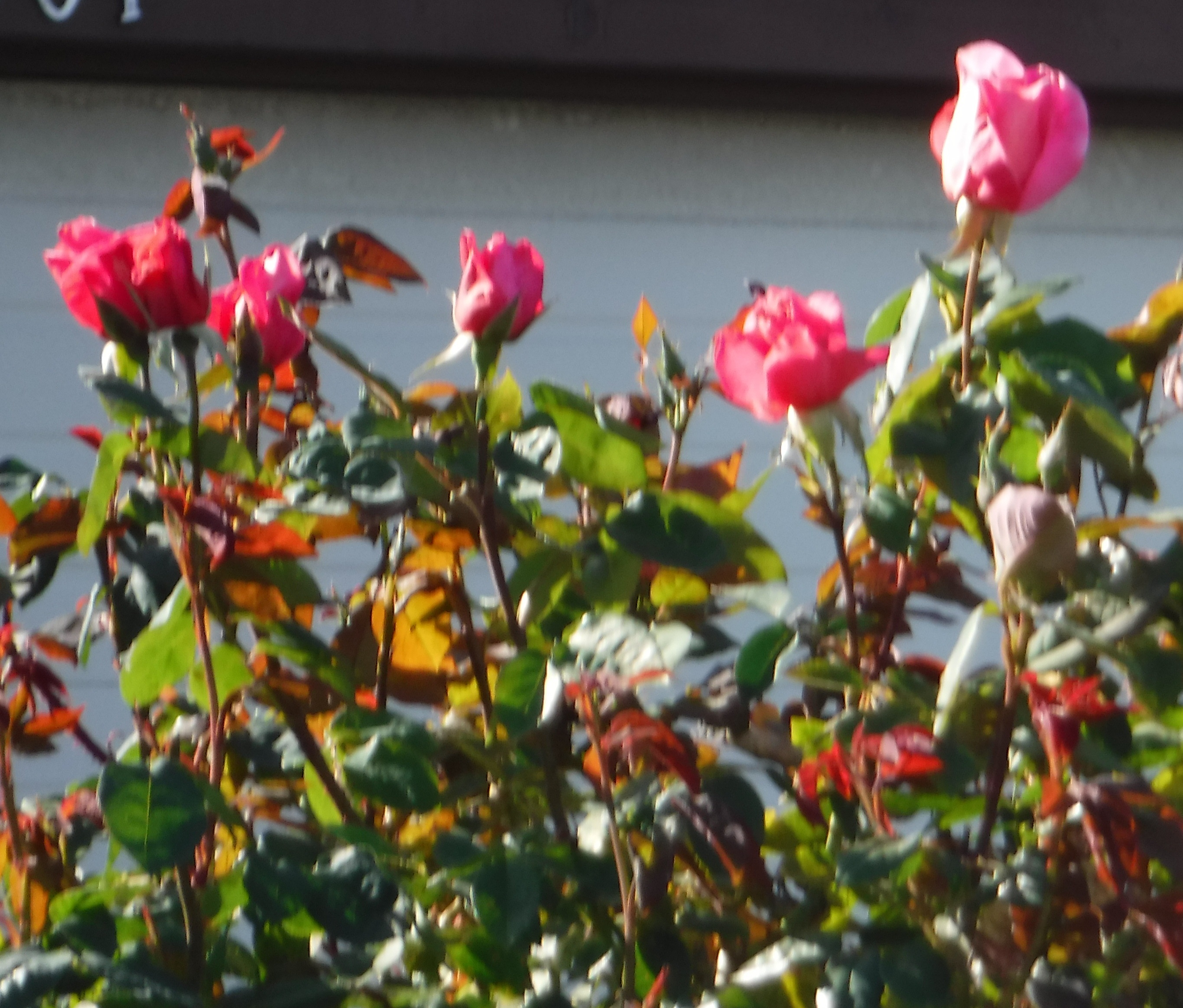 Photo taken by me 6-1-18