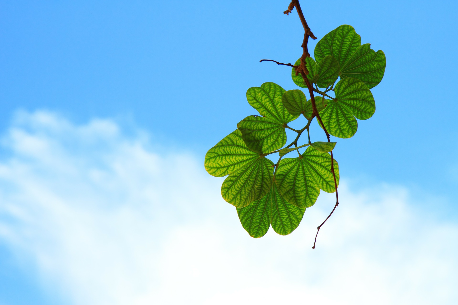 https://pixabay.com/en/leaves-twig-branch-sky-blue-cloud-15757/