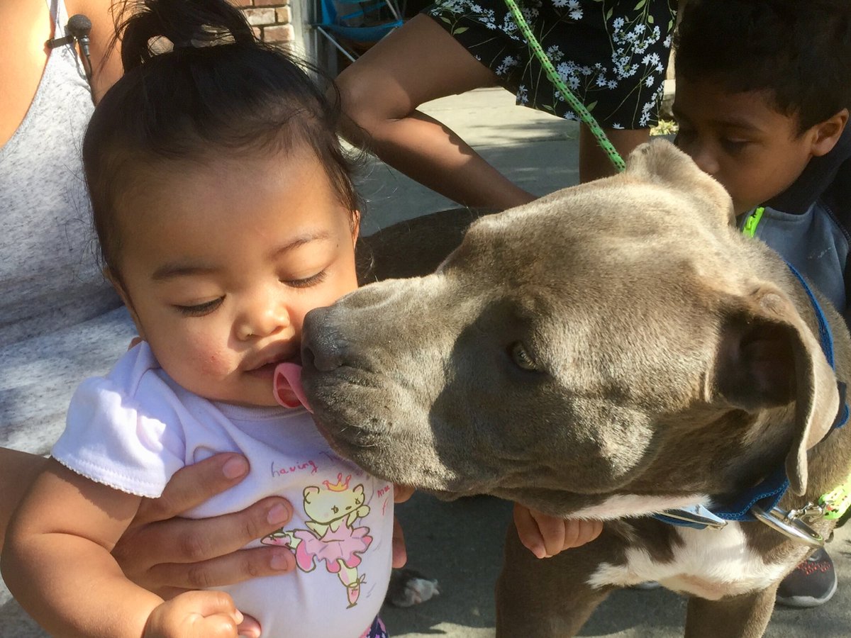 Sasha a female pit bull pup is a heroine in Stockton California