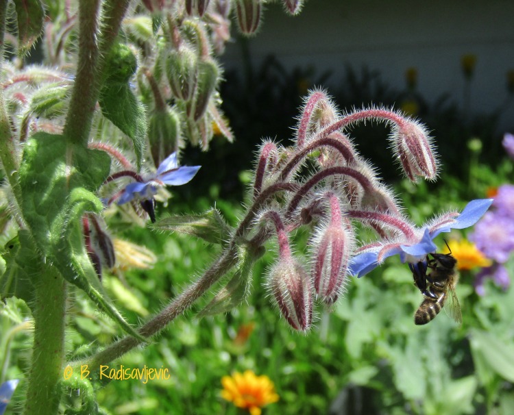 Bee Foraging in Borage in April