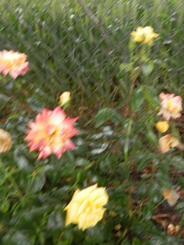 assorted roses growing near to a farm in zizur navarra spain..... assorted roses growing near to a farm in zizur navarra spain.....