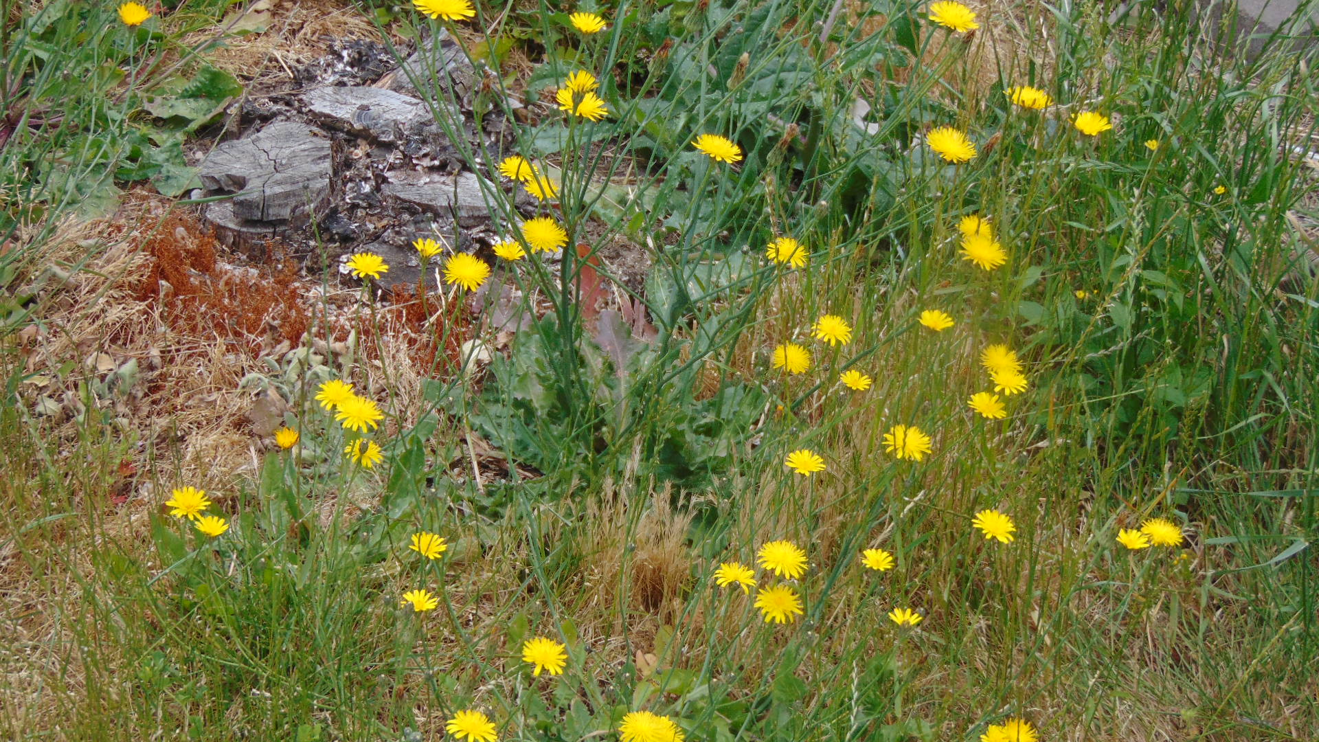 Wildflowers.