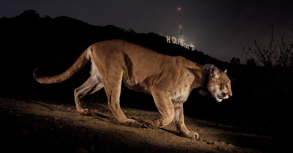Photo from of P22 mountain lion from Twitter