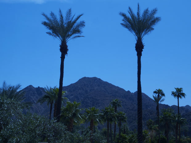Palm trees in Indian Wells