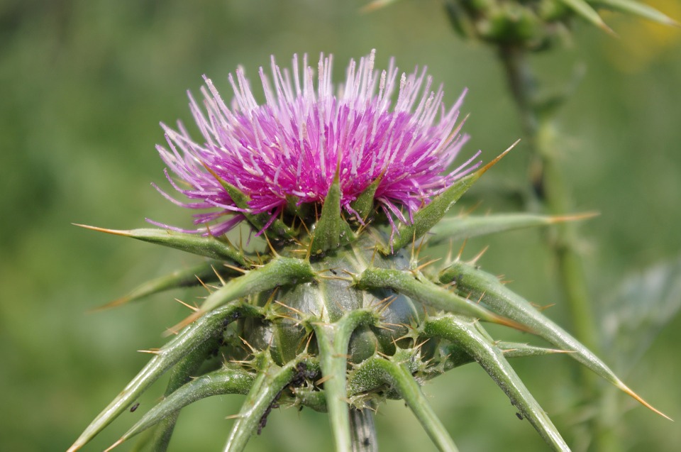 If we ignore our intuition, sometimes then, we will feel the sting of a thorn. If we ignore our intuition, sometimes then, we will feel the sting of a thorn.