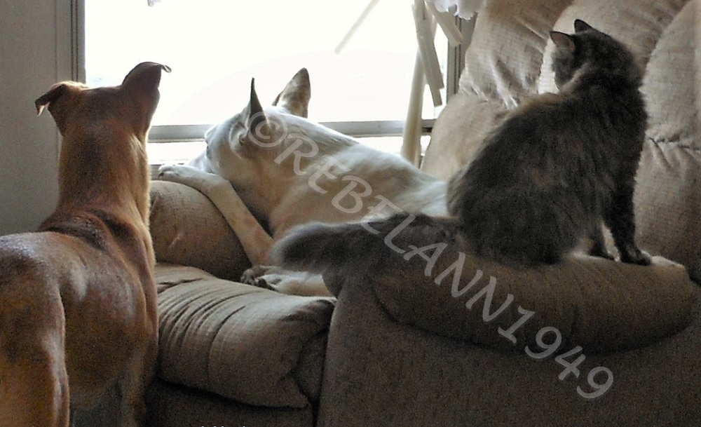 From left, Ally, Mykey and Boobear ..... I took this shot in 2012 on a hot day like today and no one wanted to go outside. 