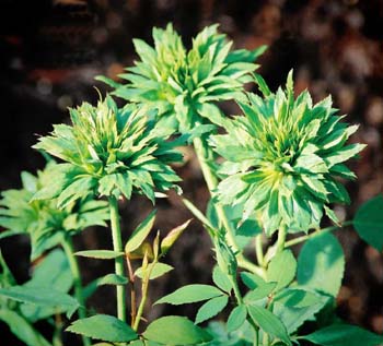 green rose - The blossoms are made entirely of sepals, all of them grass green. The blooms last longer than 4-5 weeks. There is a peppery scent to the blooms if you rub them with your fingers. its a must have for ur patio:)