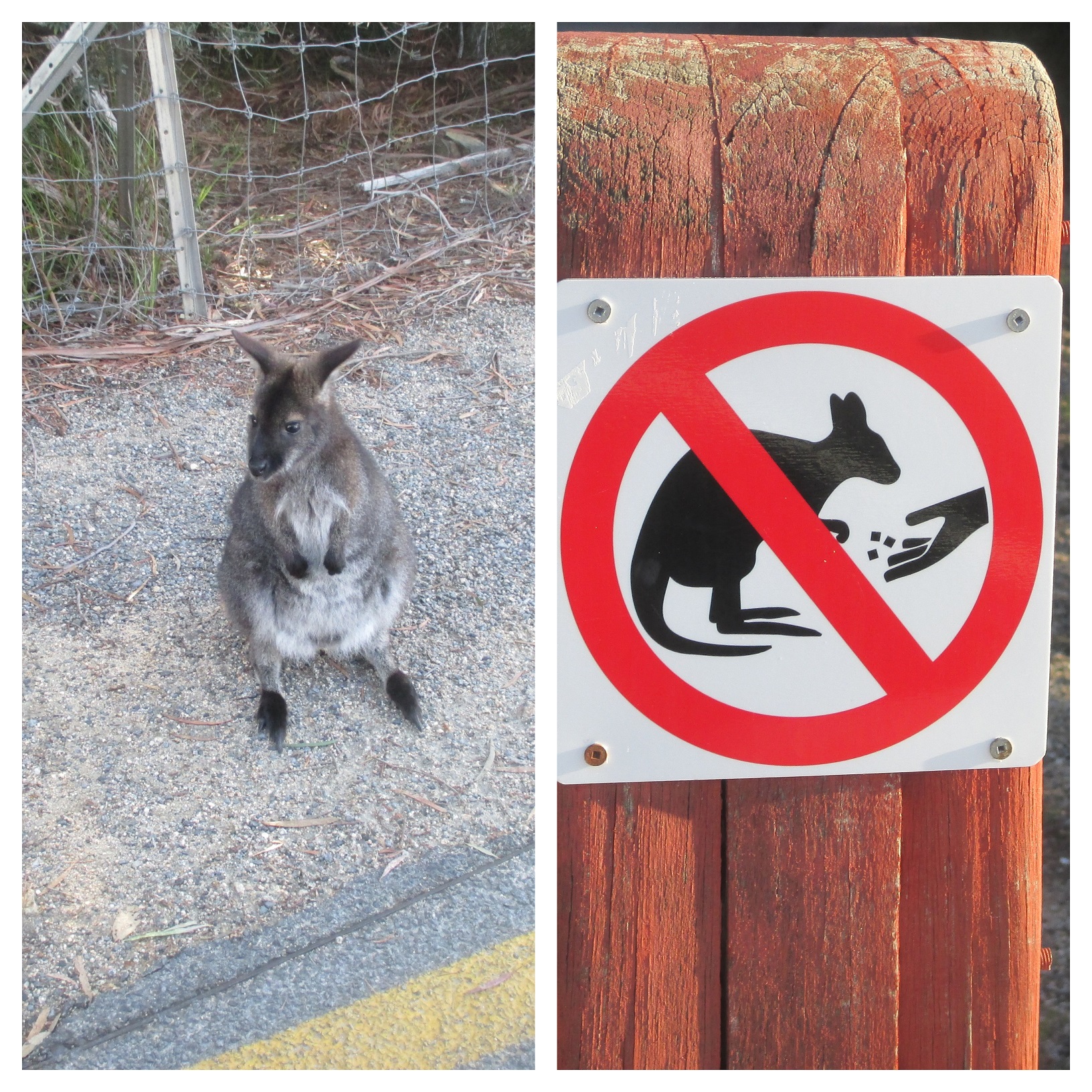 Bennetts wallaby, Wineglass Bay, Tasmania Bennetts wallaby, Wineglass Bay, Tasmania
