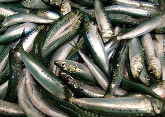 https://commons.wikimedia.org/wiki/File:Catch_of_Pacific_sardines.jpg