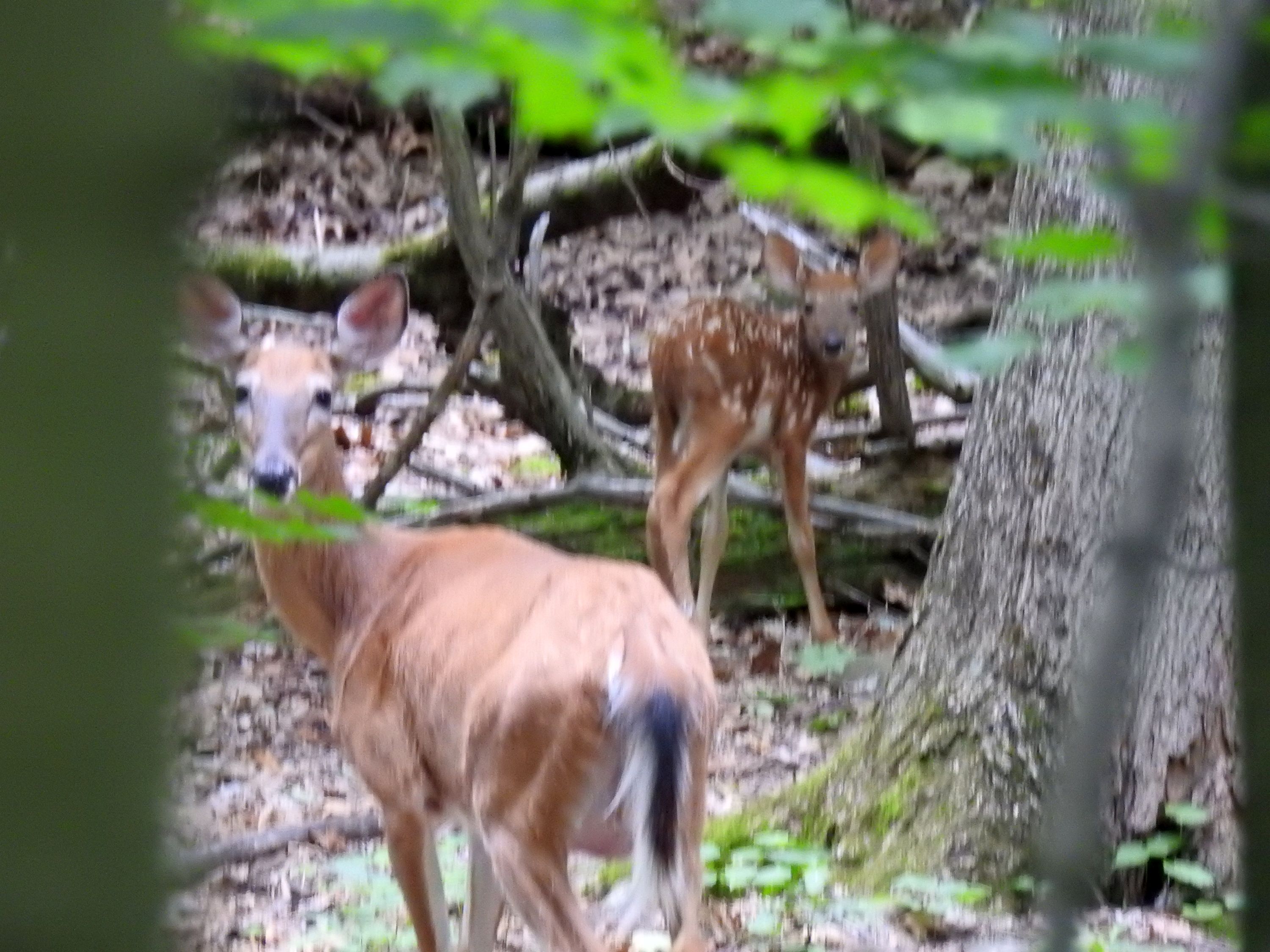 baby deer