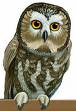 Owl - An owl