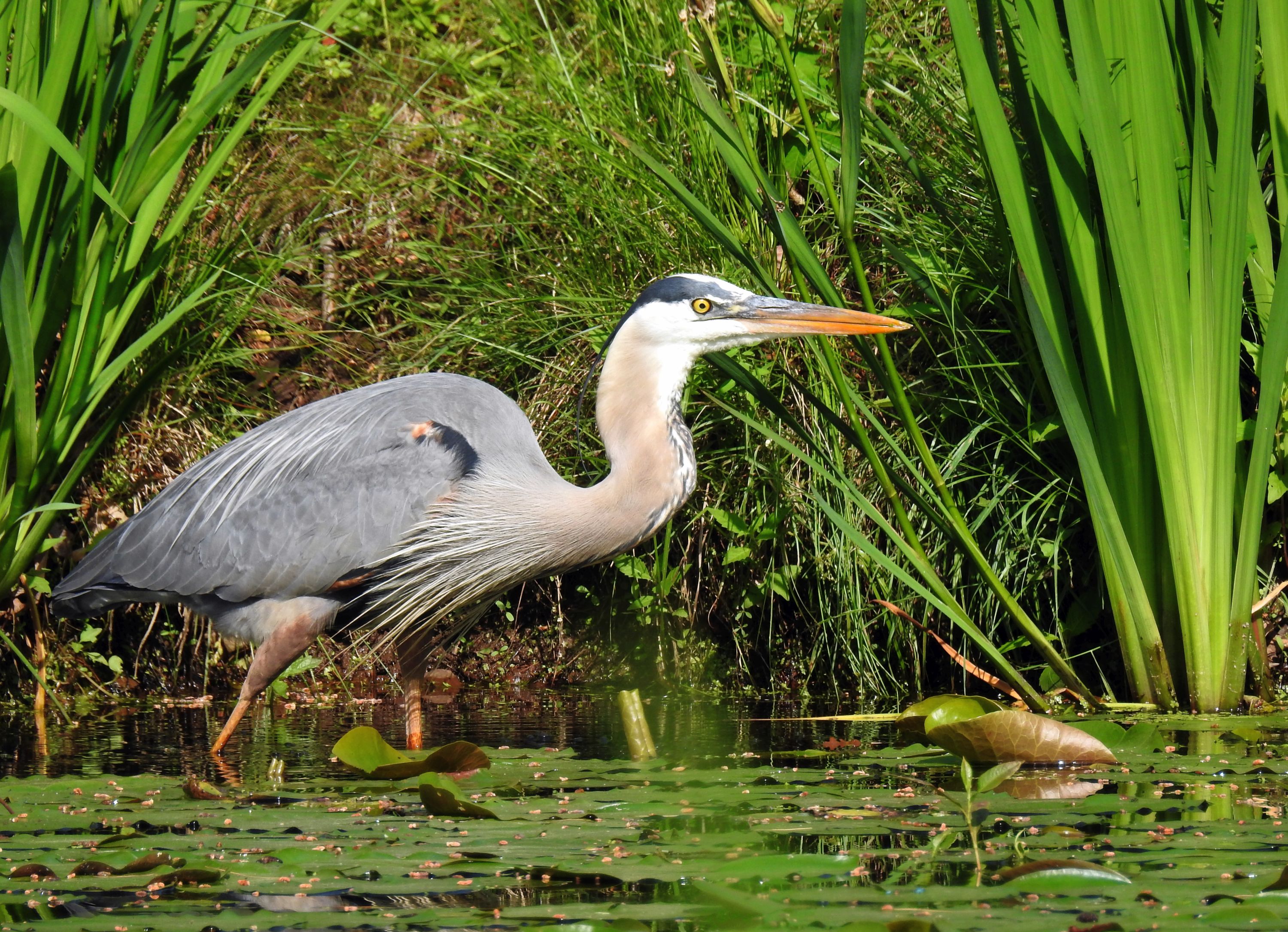 Great Blue Heron by minx267 Great Blue Heron by minx267