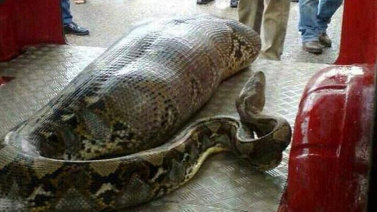 python after swallowing woman
