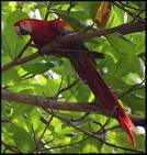 perching bird - A bird perching on a branch