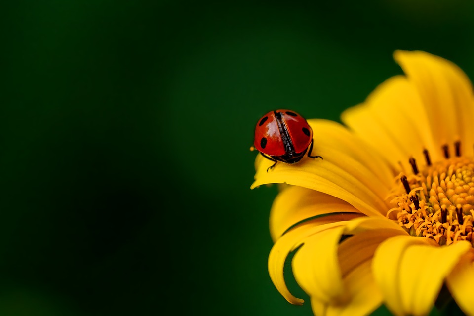 https://pixabay.com/en/ladybug-insect-beetle-nature-3475779/