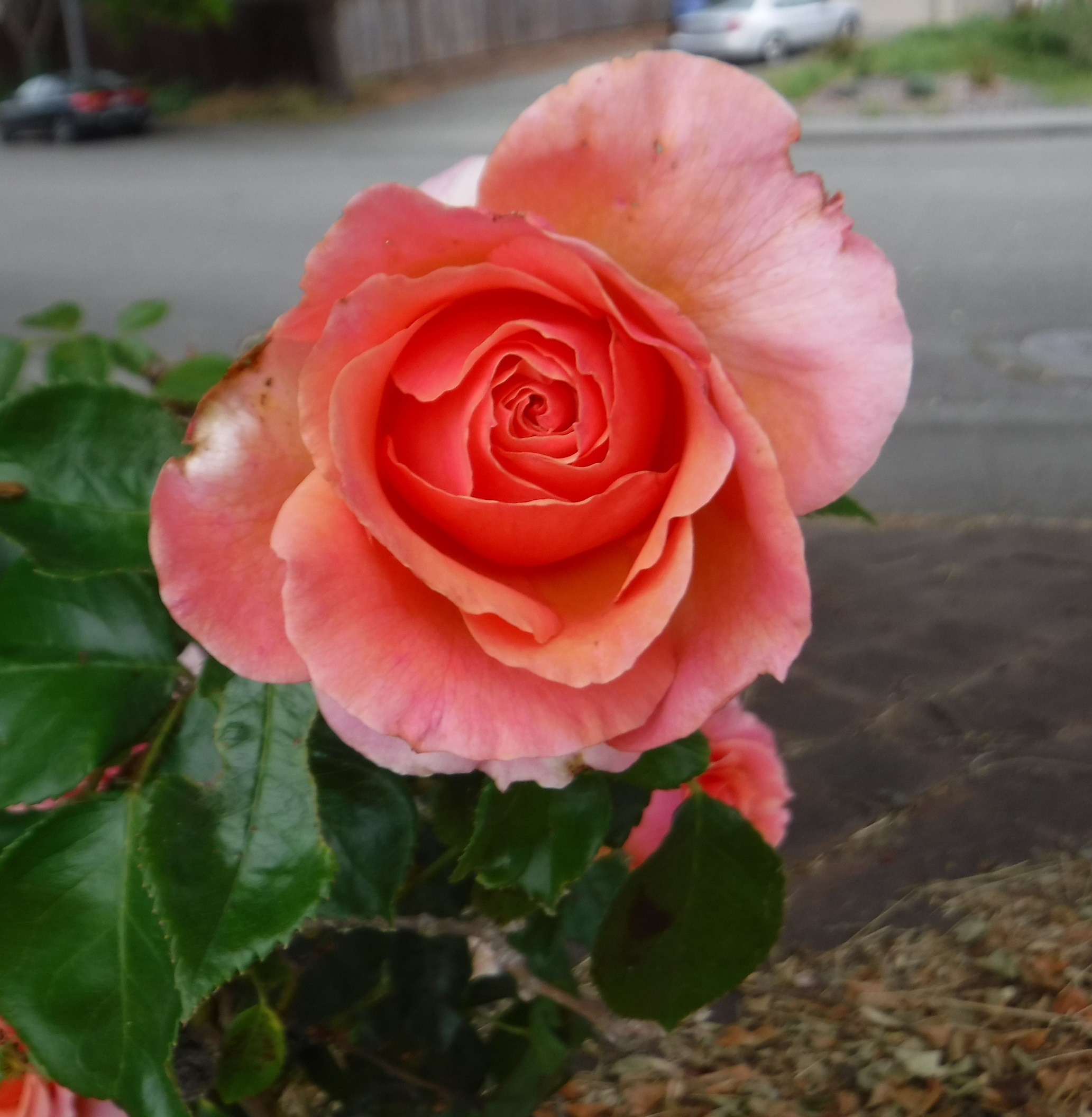 Photo taken by me 6-18-18 Photo taken by me 6-18-18