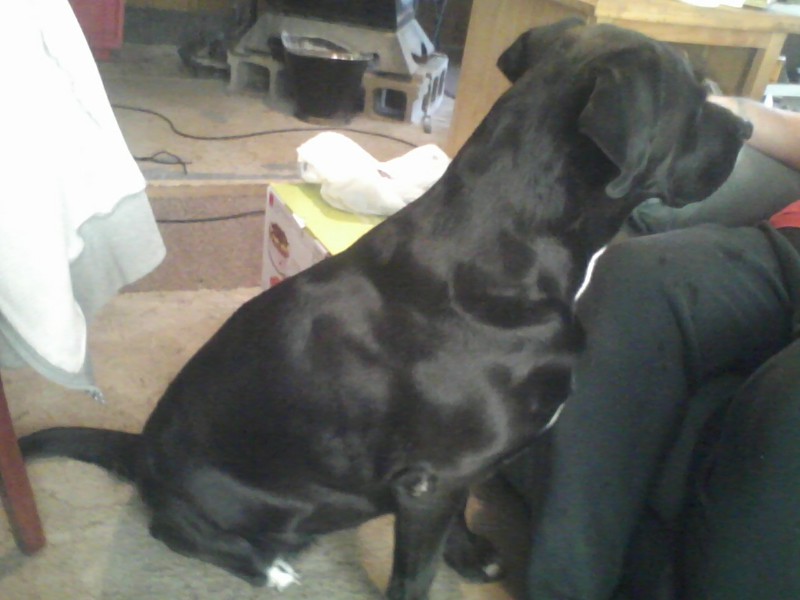 photo is mine of our muscular dog photo is mine of our muscular dog