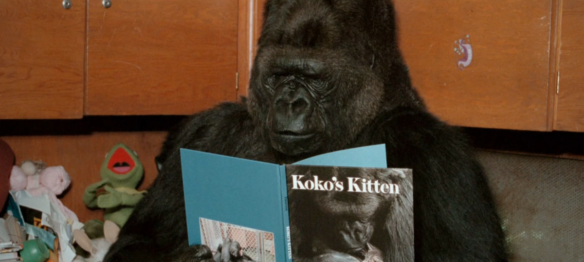 Koko the gorilla Koko the gorilla