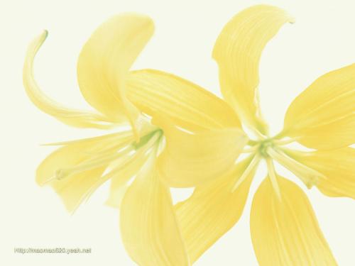 flowers - sorry, i don't now what name of this flower