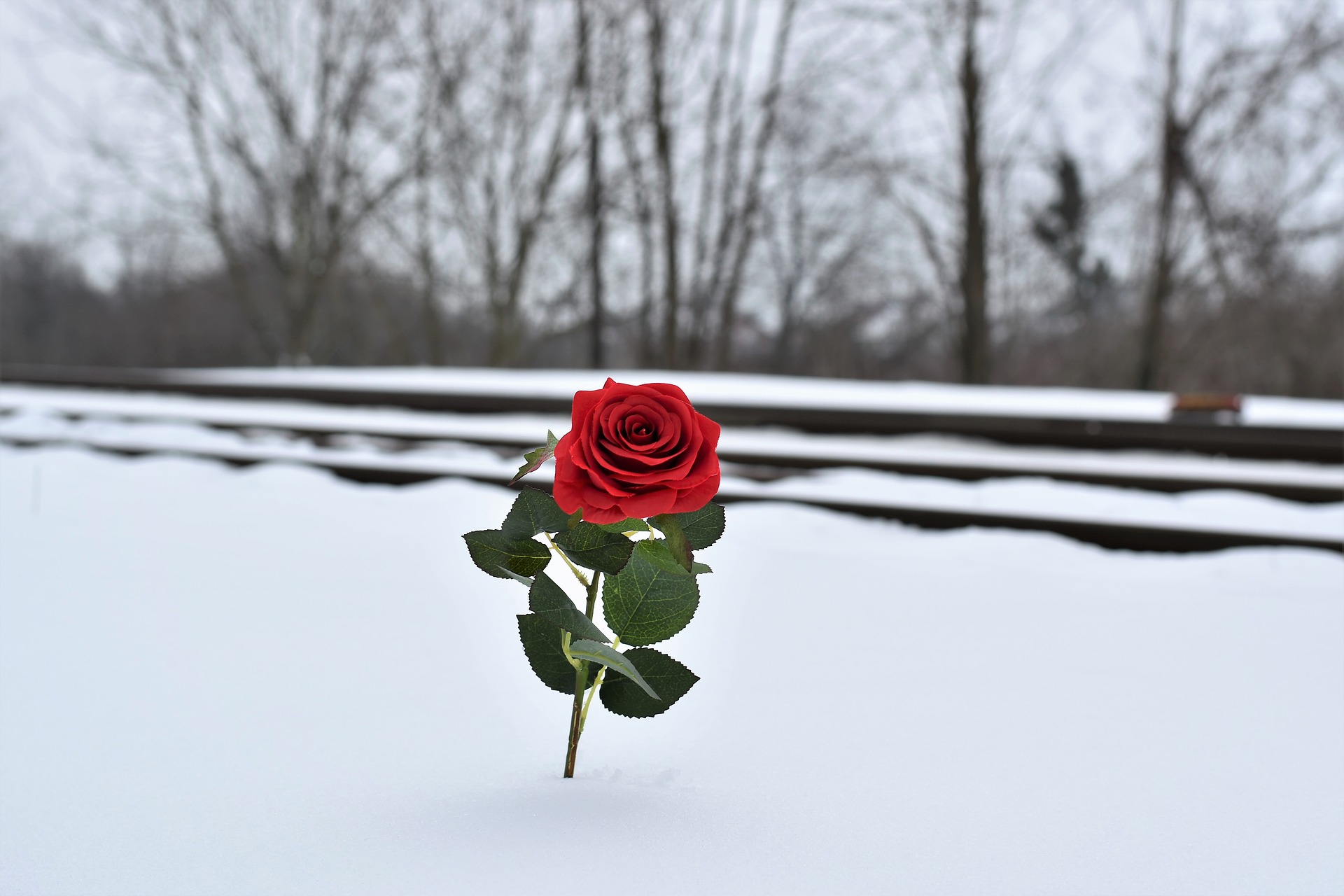 https://pixabay.com/en/red-rose-in-snow-love-symbol-railway-3198661/