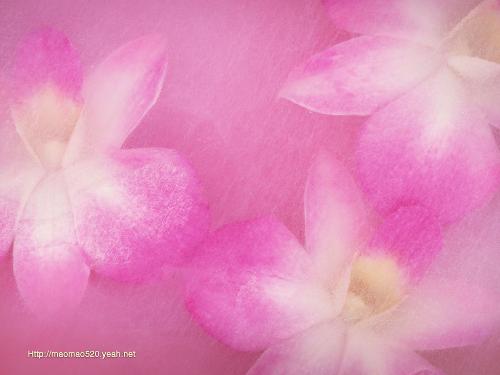 flowers - sorry, i don't now what name of this flower