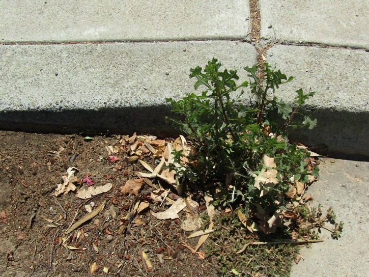 Prickly Lettuce Growing in Street beside Curb Prickly Lettuce Growing in Street beside Curb