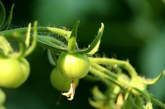 https://pixabay.com/en/tomato-immature-green-plant-3466644/