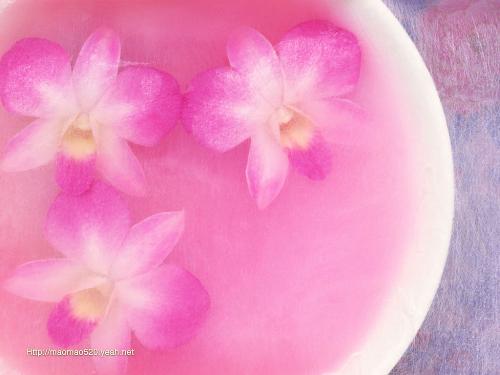flowers - sorry, i don't now what name of this flower