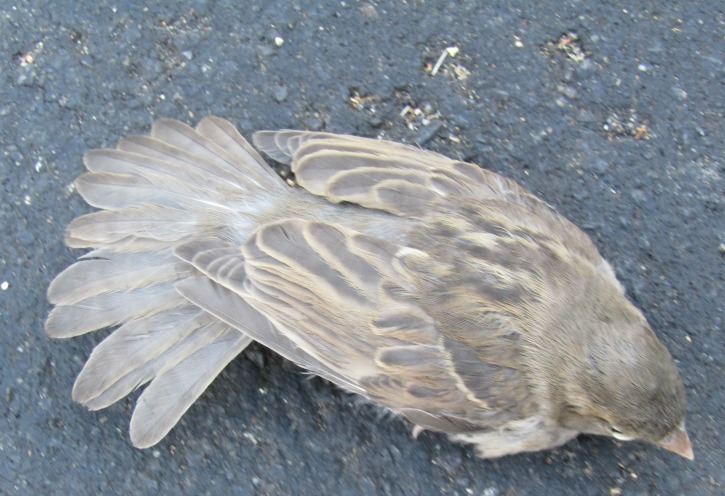 Bird Which Dropped from the Sky and Hit My Leg