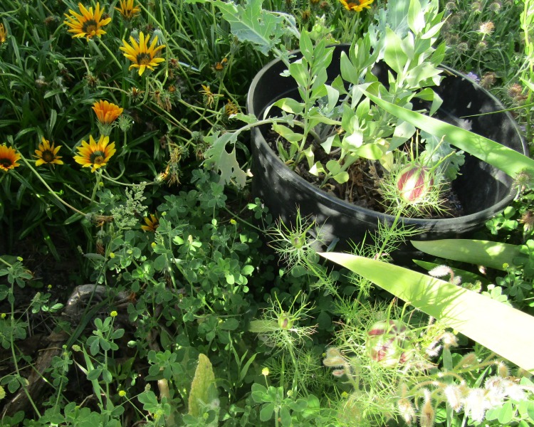 Nigella, Burr Clover, Gazanias
