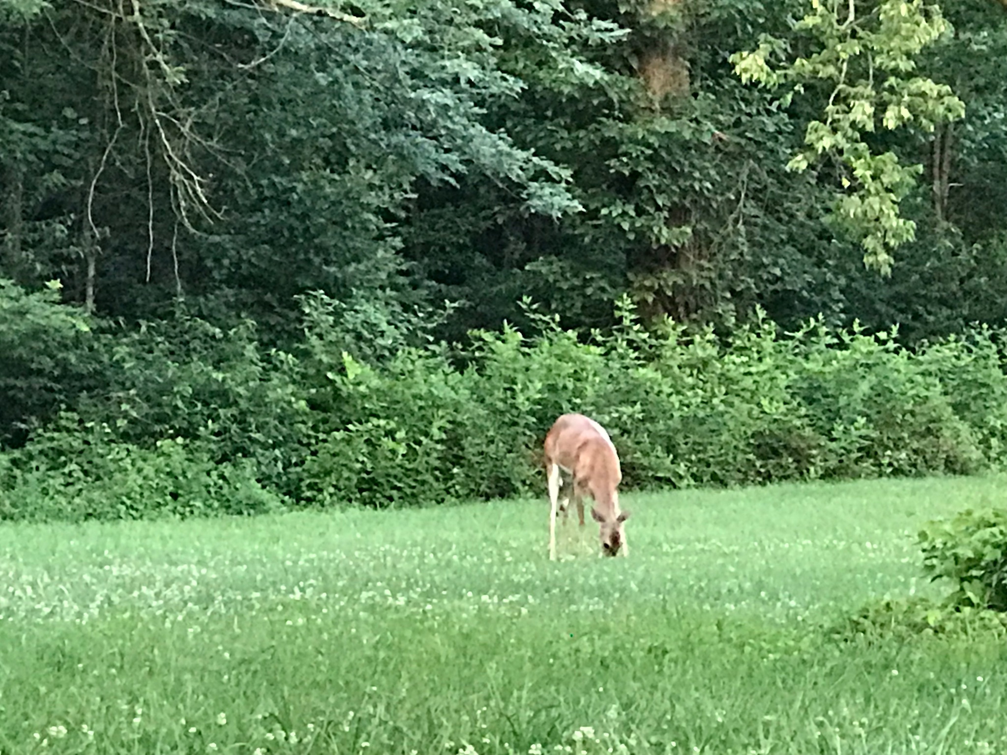 A deer enjoying the grass in Cherokee Park in Louisville. Photo taken by and the property of FourWalls. A deer enjoying the grass in Cherokee Park in Louisville. Photo taken by and the property of FourWalls.