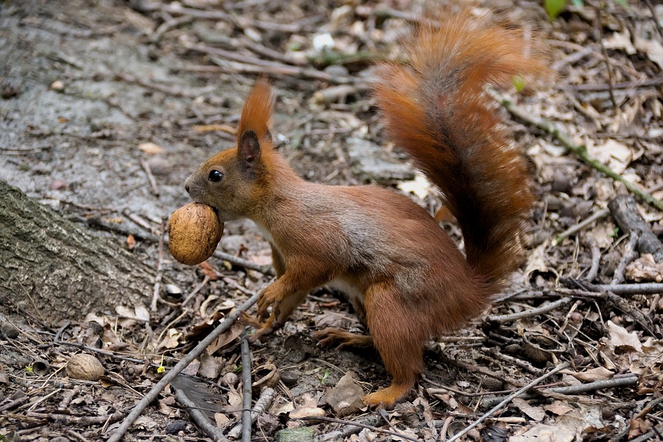 feeding squirrels. Image: Pixaby