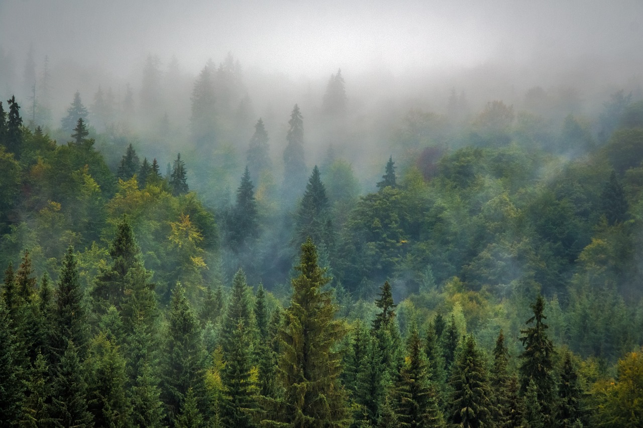 https://pixabay.com/en/landscape-nature-forest-fog-misty-975091/