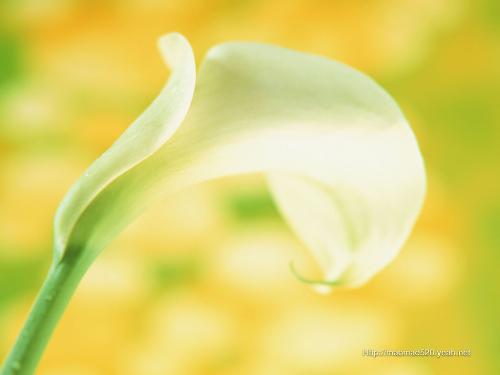 flowers - sorry, i don't now what name of this flower